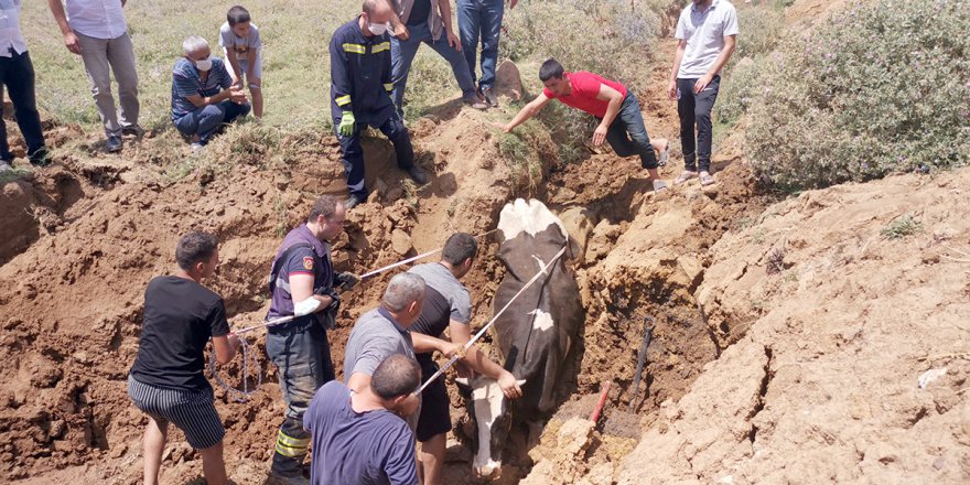 Gebze’de inek kurtarma operasyonu