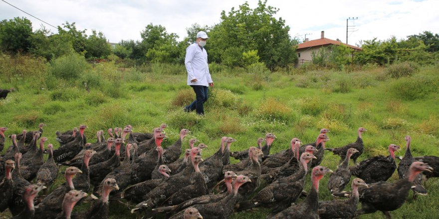 Kandıra Hindisi markası yeniden hayat bulacak
