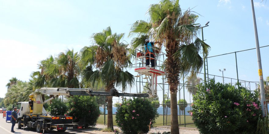 Palmiye ağaçları budandı