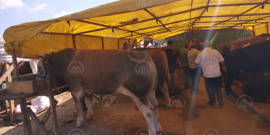 1200 kiloluk kurbanlık 33 bin liraya satıldı