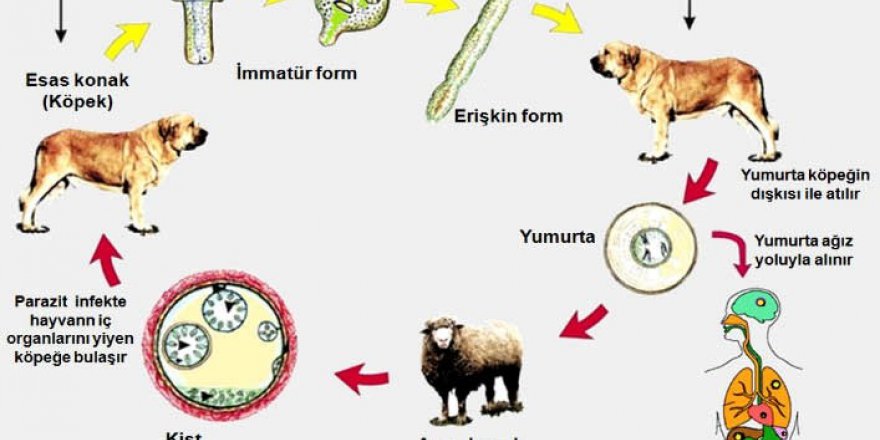 Kurban’da çöpe sakatat atmayın!