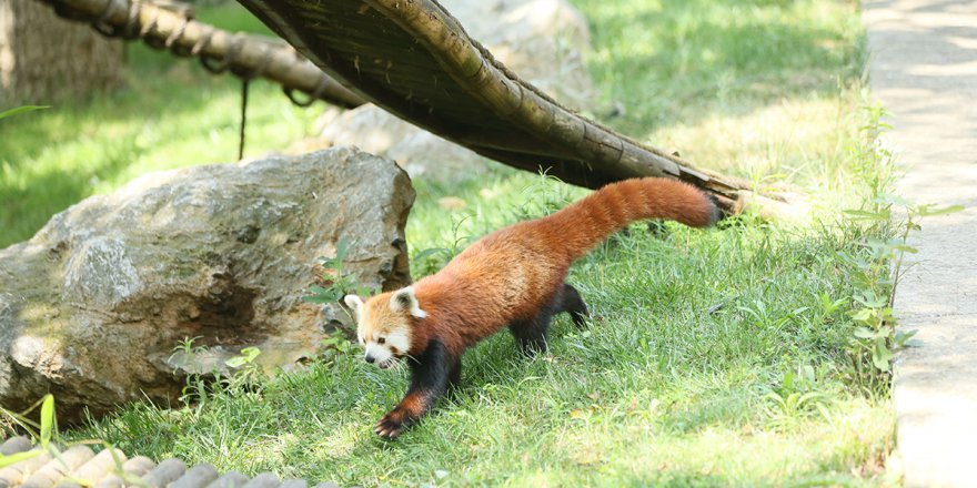 Kızıl pandalar ailenin yeni üyelerine kavuştu