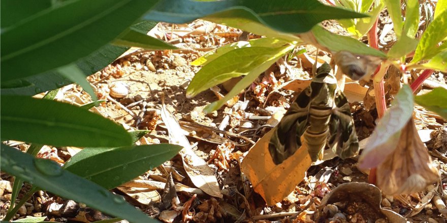 Mekik kelebeği Gebze’de görüldü