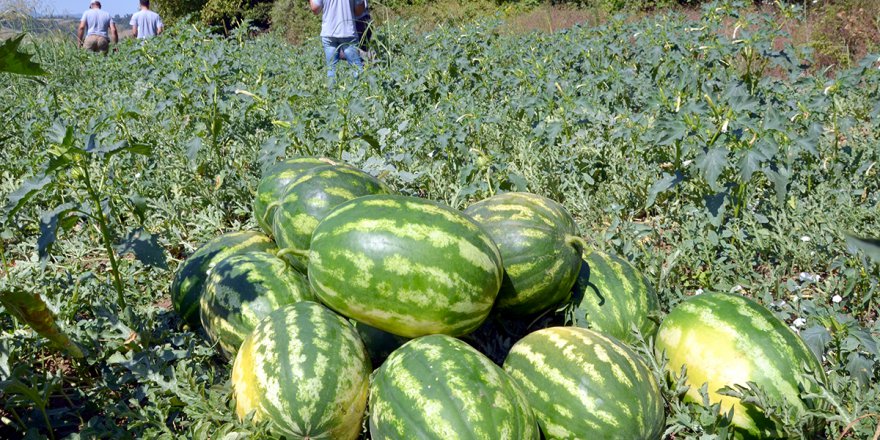 Karpuz hasadı başladı