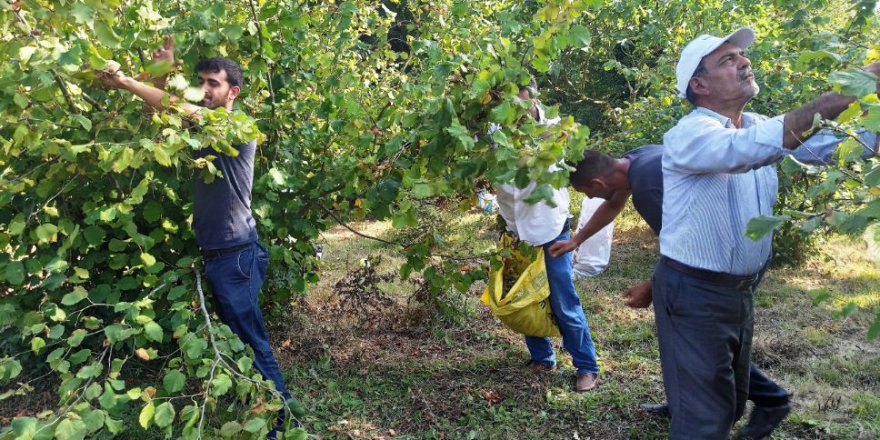 Fındık hasadına başlandı