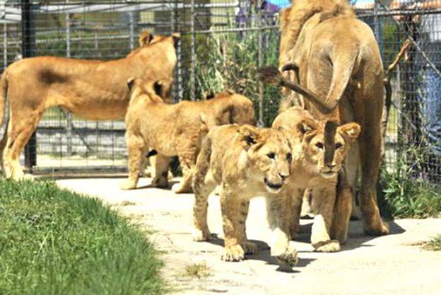 Darıca Hayvanat Bahçesi yaza hazır