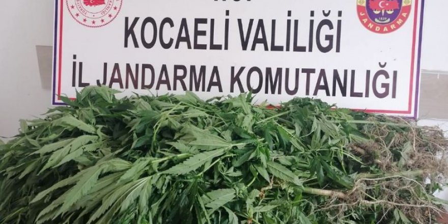 300 kök Hint kenevir ele geçirildi