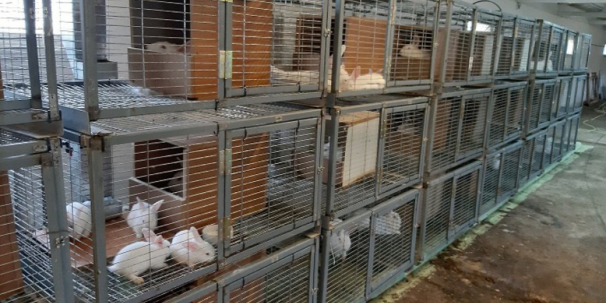 Tavşan çiftliği kuruldu