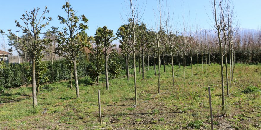 Yılda ortalama 10 bin fidan yetiştiriliyor