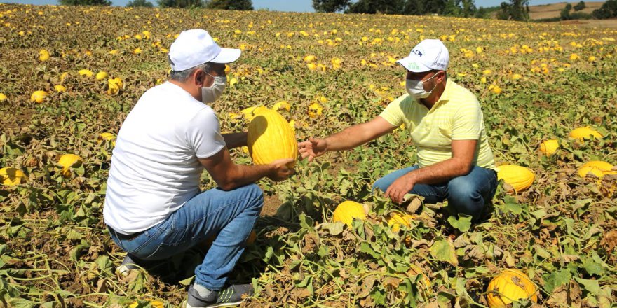 Kavunun çiftçinin yüzünü güldürdü