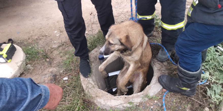 Kuyuya düşen köpeği itfaiye ekipleri kurtardı