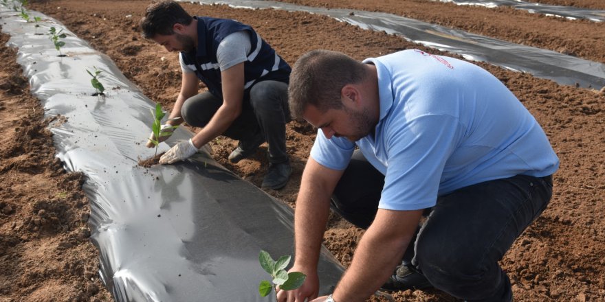 İzmit Belediyesi Aronya  meyvesini toprakla buluşturdu