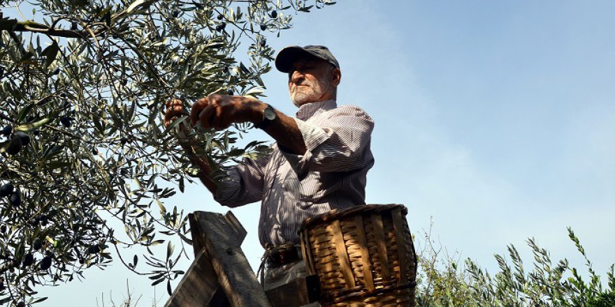 Samanlı dağlarına zeytin hasadı