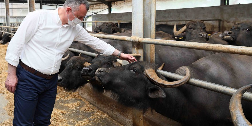 “Büyükbaş hayvan sayısı 63 binden 135 bine yükseldi”