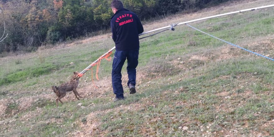 Gebze'de  çakal operasyonu