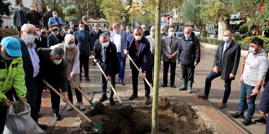 Kesilen asırlık ağaçların  yerine fidanlar dikildi