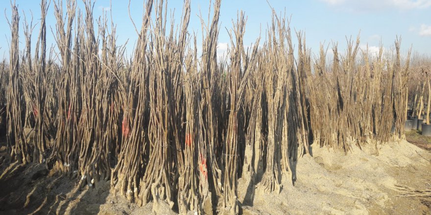 Yüzde 50 hibeli fidan  desteği başvuruları başladı