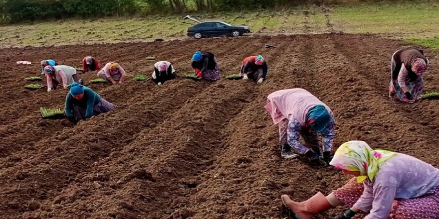 Biberiye fideleri toprakla buluşmaya devam ediyor