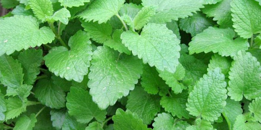 Büyükşehir  Oğul Otu  ve Tıbbi Nane verecek