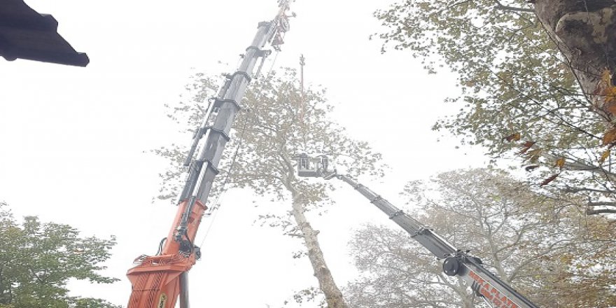 Asırlık çınar ağaçlarının röntgeni çekildi