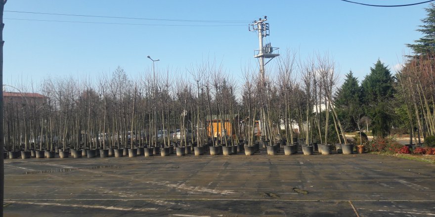 Fidan desteği başvuruları için son gün