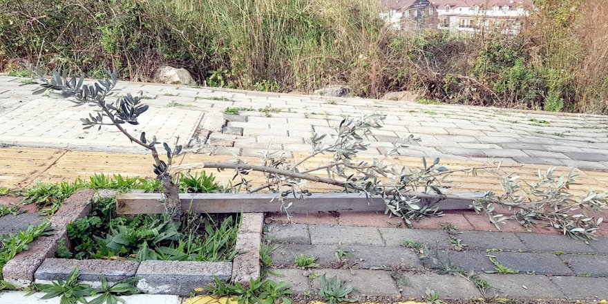 Zeytin ağaçlarını kırdılar!