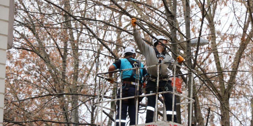 Ağaçların dalları budandı