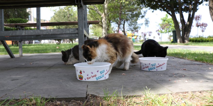 Büyükşehir sokak hayvanlarını unutmadı