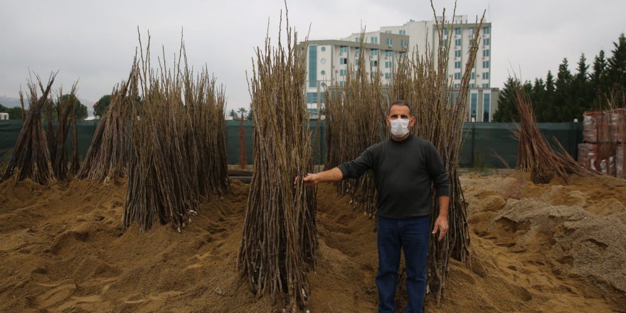 Çiftçiler yüzde 50 hibeli  fidanları almaya başladı
