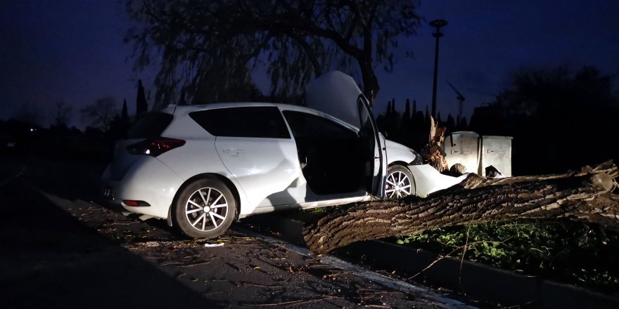 Köpeğe çarpmamak için ağaca çarptı!