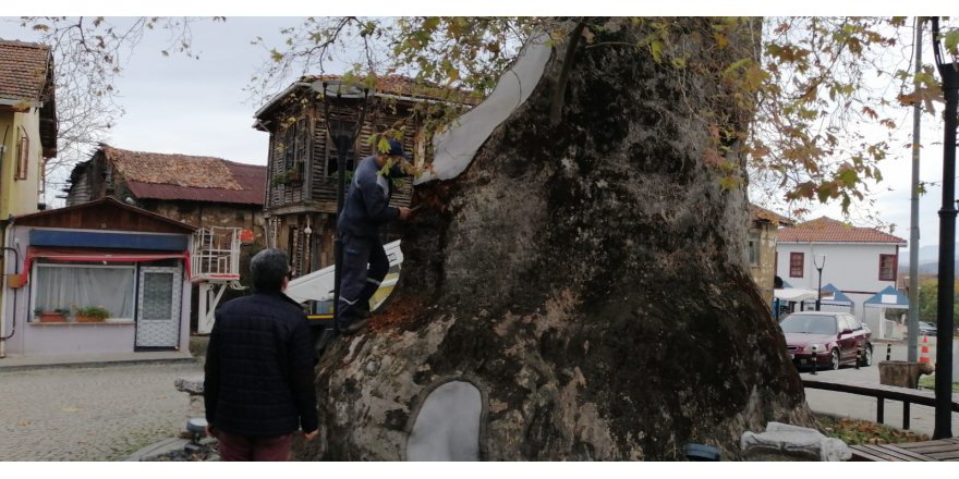 1230 yıllık Çınar ağacının bakımı yapıldı
