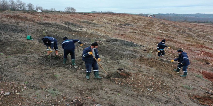 Dolgu alanı ağaçlandırıldı