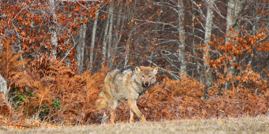 Ormanya 5 milyon ziyaretçiyi ağırladı