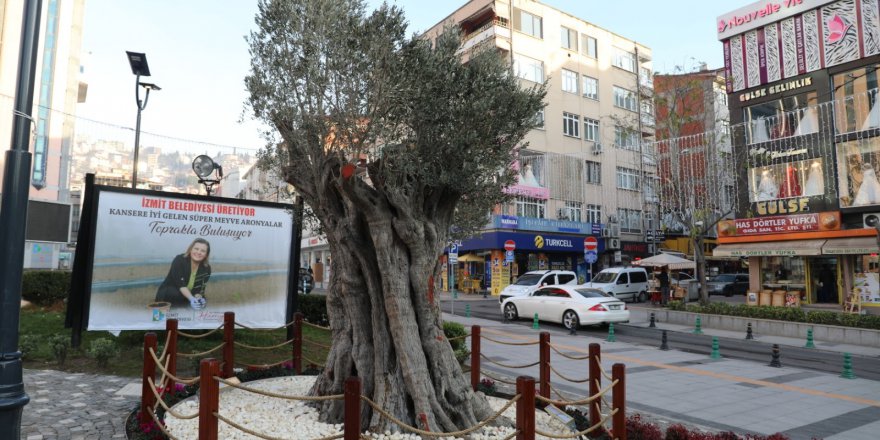600 yıllık zeytin ağacı yeni yerinde