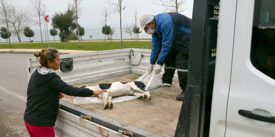 3 sokak köpeğinin ölü bulunmasına inceleme