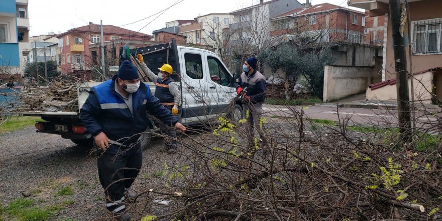 Darıca’da ağaçlar budanıyor