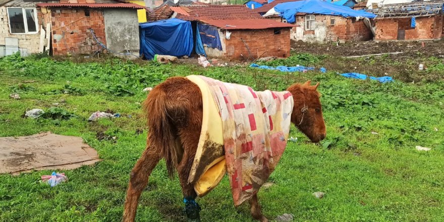 Yaralı bulunan tay tedavi altına alındı