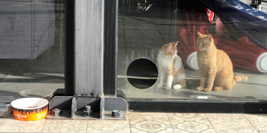 Kafeterya kedilerin yuvası oldu
