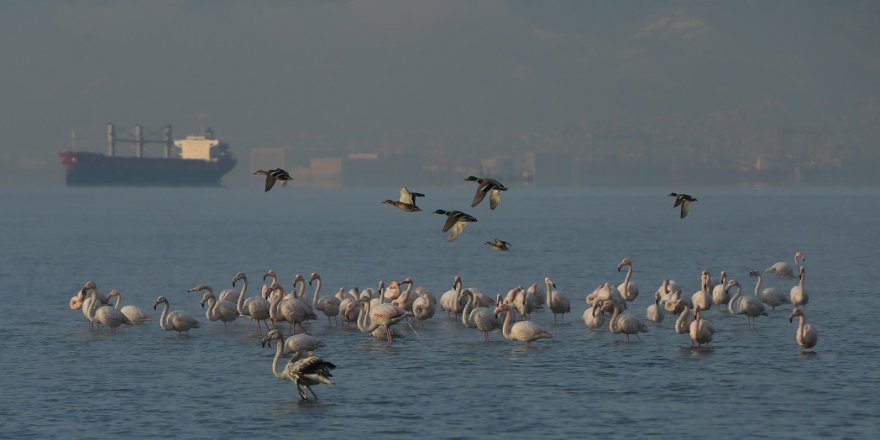 Flamingolar İzmit Körfezi'ni mesken tuttu