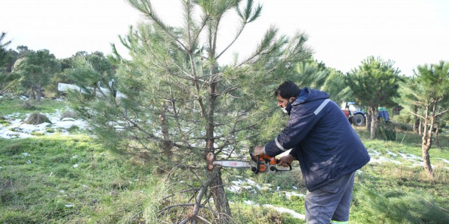 Çayırova’da ağaçlar budanıyor