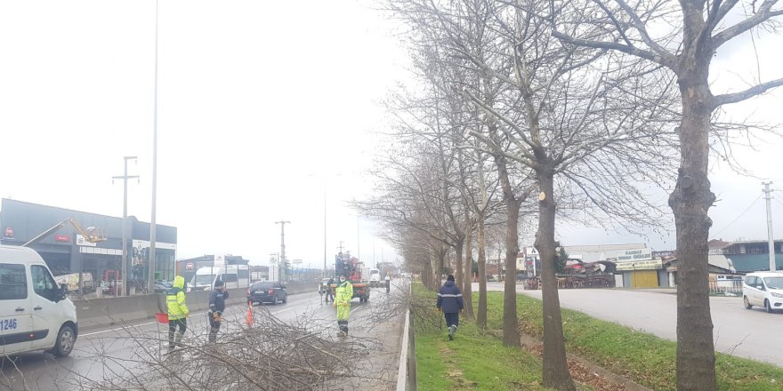 Ağaçlarda bakım ve budama yapıldı