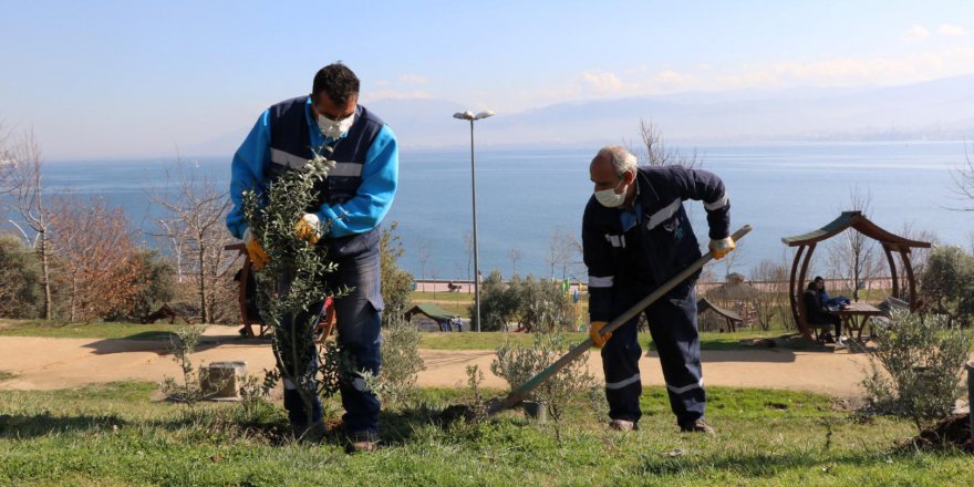 15 yılda 100 Bin  zeytin fidanı dikildi