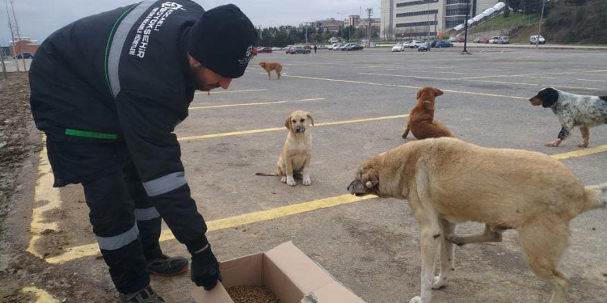 Sokak hayvanlarına kuru mama