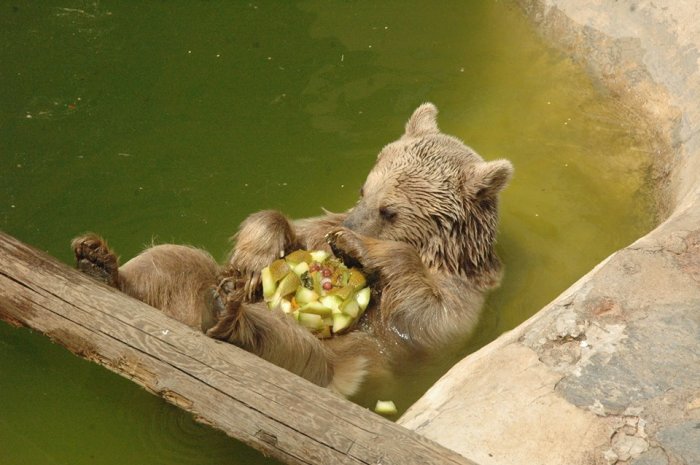 Ayıların havuzda buzlu meyve keyfi