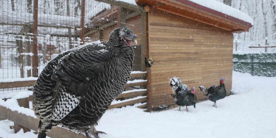 Ormanya'da kar ziyaretçiler  için "eğlenceye" dönüştü