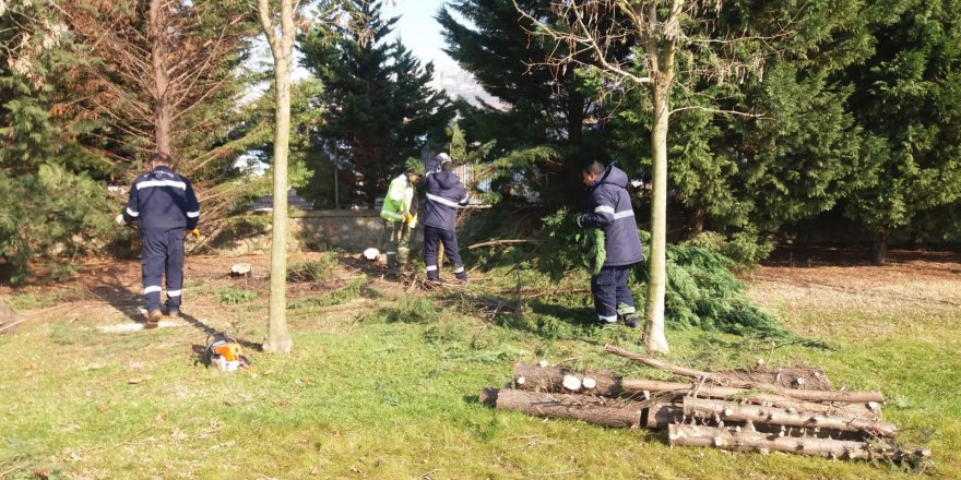 Kardan zarar gören  ağaçlar budanıyor