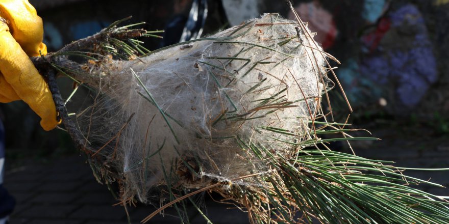 Ağaçları korumak için yoğun çalışma