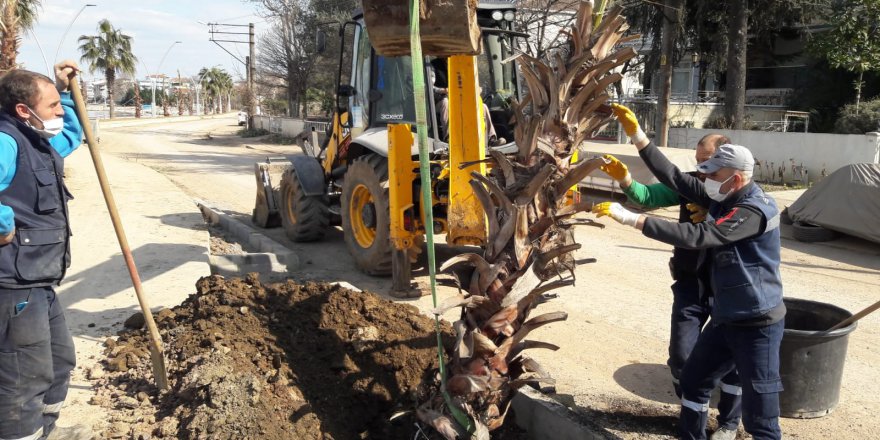 Sahile fidanlar dikiliyor