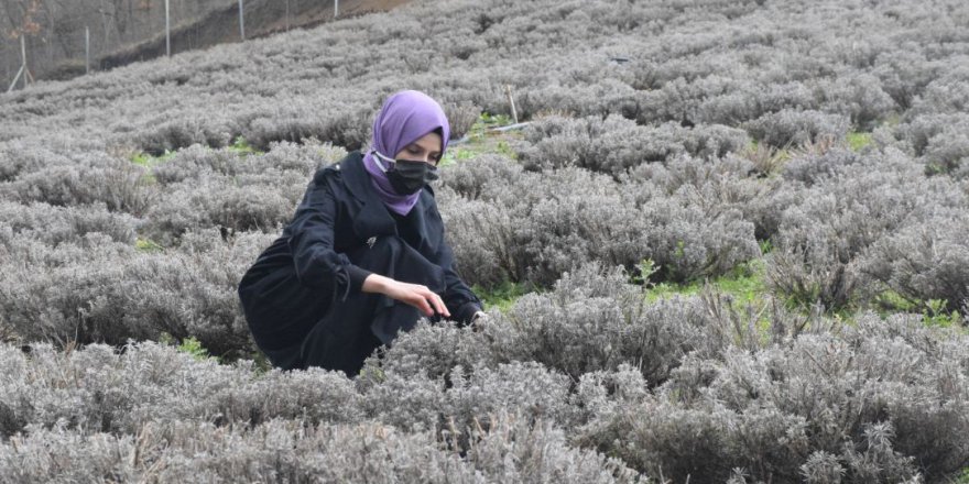 Atıl araziyi lavanta  bahçesine dönüştürdü