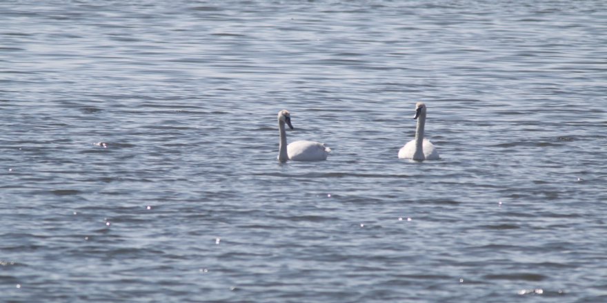 Flamingoların ardından  kuğular da İzmit Körfezi’nde